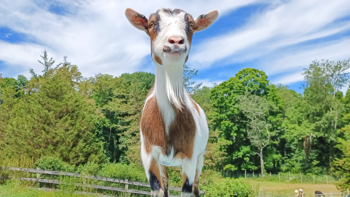 FAMACHA Scoring: What It Tells You — and What It Doesn’t