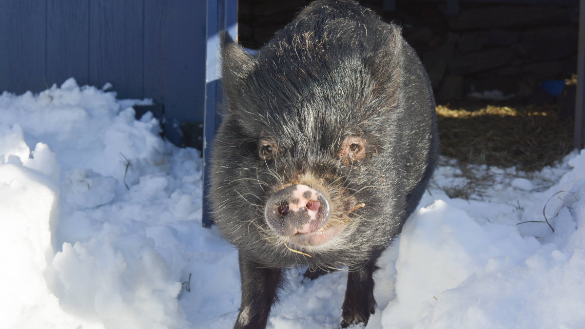 A Vietnamese Pot Belly Pig named Gizmo is exiting his blue stall on a snowy day