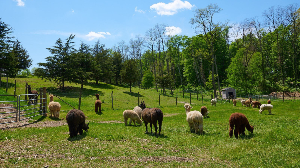 A group of alpacas and one llama are out grazing in their field on a sunny day.