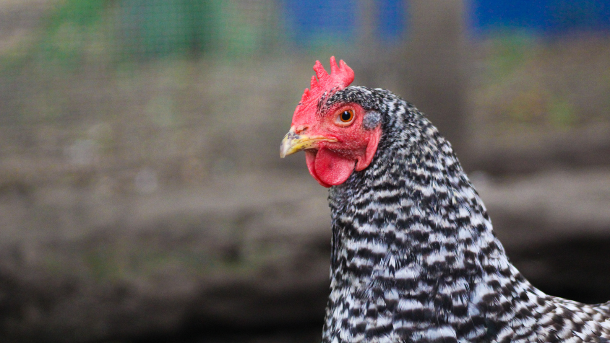 Photo highlights Trixie, a barred rock hen.